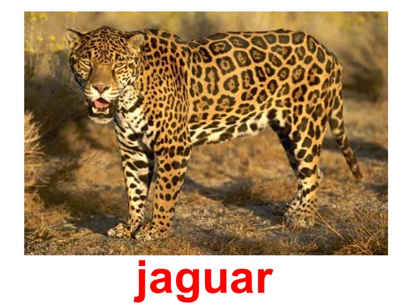 Ягуар jaguar